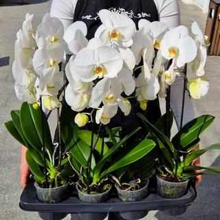 Plante în ghiveci