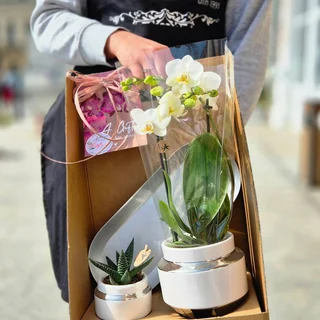 Plante decorative