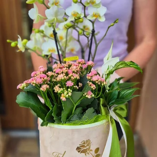 Plante pentru cadou