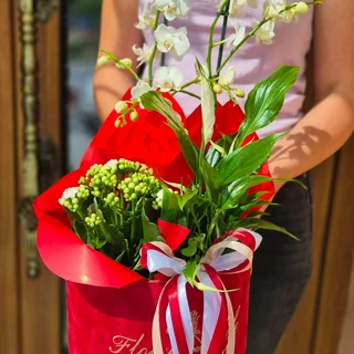 Plante decorative pentru interior